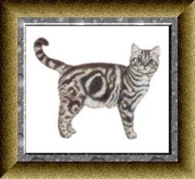 Американская короткошерстная