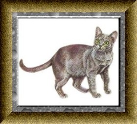 Корат
