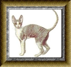 Корниш-рекс