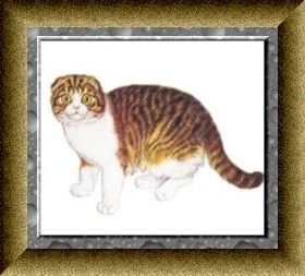 Скоттиш фолд